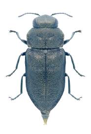 Attēlu rezultāti vaicājumam “Anthaxia quadripunctata”