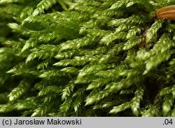 Attēlu rezultāti vaicājumam “Plagiothecium latebricola”