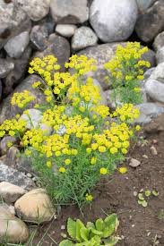 Attēlu rezultāti vaicājumam “Euphorbia cyparissias fruit”