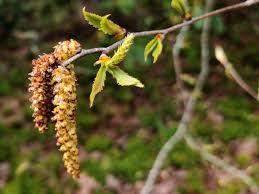 Attēlu rezultāti vaicājumam “Betula humilis male flower”