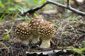 Attēlu rezultāti vaicājumam “Amanita regalis”