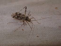 Attēlu rezultāti vaicājumam “Phytocoris longipennis”