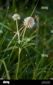Attēlu rezultāti vaicājumam “Trifolium montanum leaf”