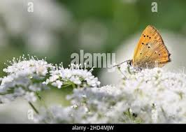 Attēlu rezultāti vaicājumam “Lycaena virgaureae”