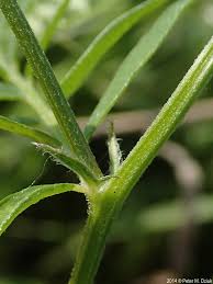 Attēlu rezultāti vaicājumam “Vicia cracca bud”