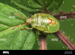 Attēlu rezultāti vaicājumam “Elasmostethus interstinctus nymph”
