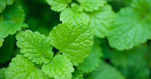 Attēlu rezultāti vaicājumam “Melissa officinalis”