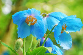 Image result for Meconopsis betonicifolia
