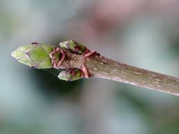 Attēlu rezultāti vaicājumam “Acer platanoides bud”