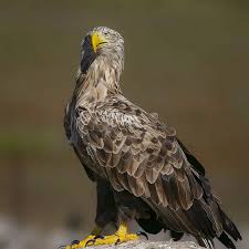 Attēlu rezultāti vaicājumam “Haliaeetus albicilla adult”