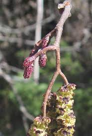 Attēlu rezultāti vaicājumam “Alnus incana bud”