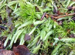 Attēlu rezultāti vaicājumam “Plagiothecium undulatum”