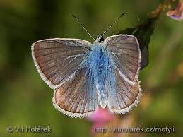 Attēlu rezultāti vaicājumam “Agrodiaetus damon”