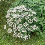Attēlu rezultāti vaicājumam “Laserpitium latifolium flower”