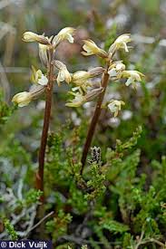 Attēlu rezultāti vaicājumam “Corallorhiza trifida”