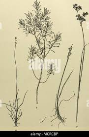 Attēlu rezultāti vaicājumam “Carex loliacea”