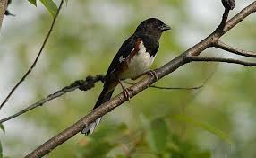 Image result for Pipilo erythrophthalmus