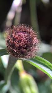 Attēlu rezultāti vaicājumam “Centaurea phrygia bud”