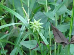 Attēlu rezultāti vaicājumam “Carex globularis flower”