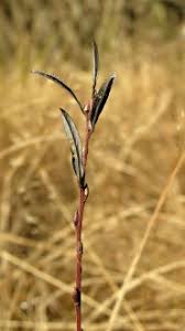 Attēlu rezultāti vaicājumam “Salix rosmarinifolia”