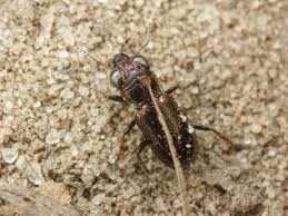 Attēlu rezultāti vaicājumam “Notiophilus palustris”