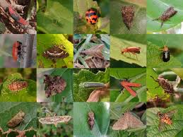Attēlu rezultāti vaicājumam “Capsus ater imago”