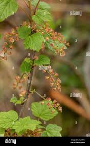 Attēlu rezultāti vaicājumam “Ribes spicatum”