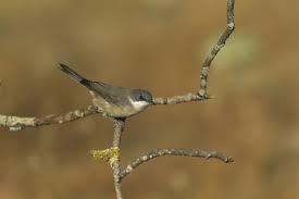 Image result for Sylvia hortensis