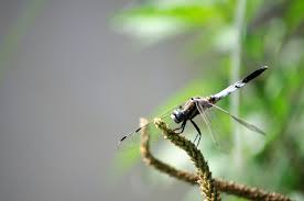 Attēlu rezultāti vaicājumam “Libellula fulva”