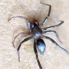 Attēlu rezultāti vaicājumam “Gnaphosidae”