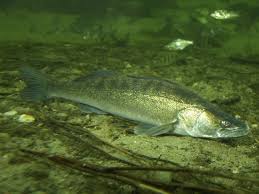 Image result for Sander lucioperca