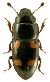 Attēlu rezultāti vaicājumam “Glischrochilus grandis”