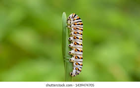 Attēlu rezultāti vaicājumam “Abraxas grossulariata larva”