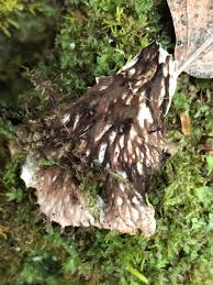 Attēlu rezultāti vaicājumam “Peltigera leucophlebia”