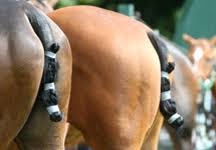 Image result for Kirtlington Park Polo Club