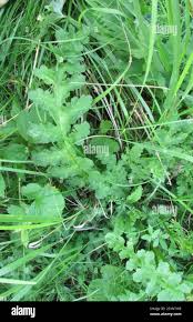 Attēlu rezultāti vaicājumam “Pedicularis sceptrum-carolinum leaf”