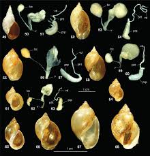 Attēlu rezultāti vaicājumam “Lymnaeidae”