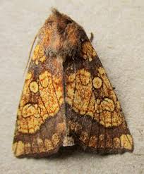 Attēlu rezultāti vaicājumam “Gortyna flavago”