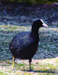 Attēlu rezultāti vaicājumam “Fulica atra”