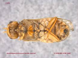 Attēlu rezultāti vaicājumam “Pamphiliidae”