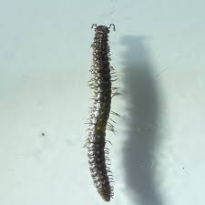 Attēlu rezultāti vaicājumam “Craspedosoma rawlinsi”