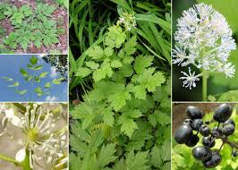 Attēlu rezultāti vaicājumam “Actaea spicata”