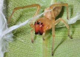 Attēlu rezultāti vaicājumam “Miturgidae”