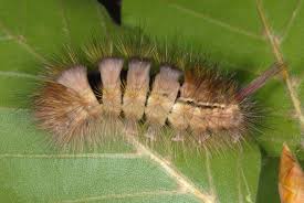 Attēlu rezultāti vaicājumam “Calliteara pudibunda”