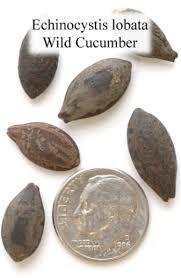 Attēlu rezultāti vaicājumam “Echinocystis lobata fruit”