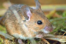 Attēlu rezultāti vaicājumam “Apodemus flavicollis”