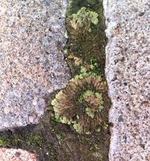 Attēlu rezultāti vaicājumam “Riccia cavernosa”