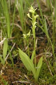 Attēlu rezultāti vaicājumam “Liparis loeselii fruit”
