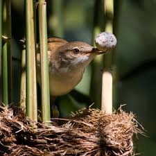 Image result for Acrocephalus arundinaceus