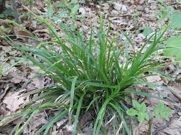 Attēlu rezultāti vaicājumam “Carex sylvatica leaf”